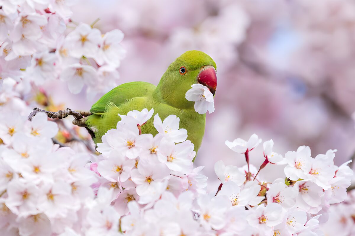 TPDE85292: Grüner Papagei in blühenden Kirschblüten