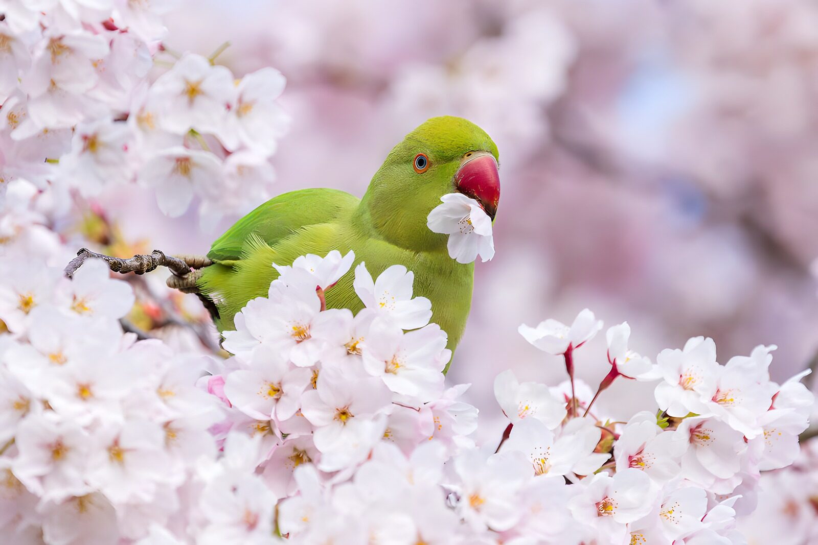 TPDE85292: Grüner Papagei in blühenden Kirschblüten
