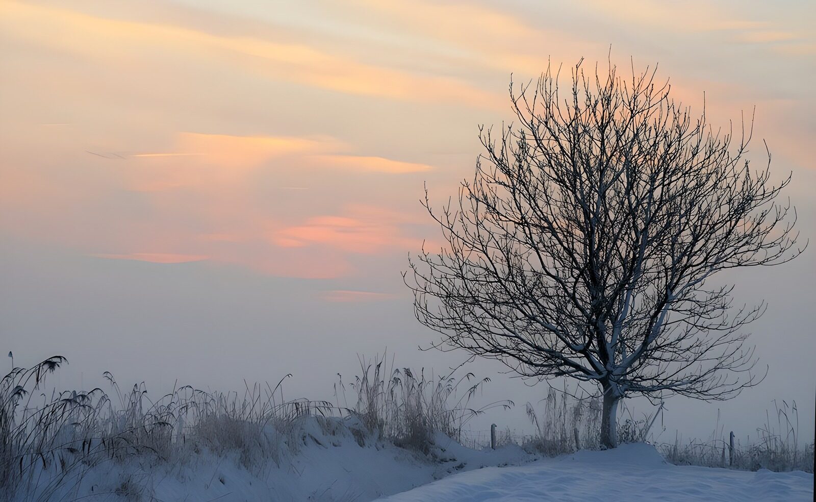 TPDE79988: kahle Bäume in einer Wiese  an einem Graben im Winter