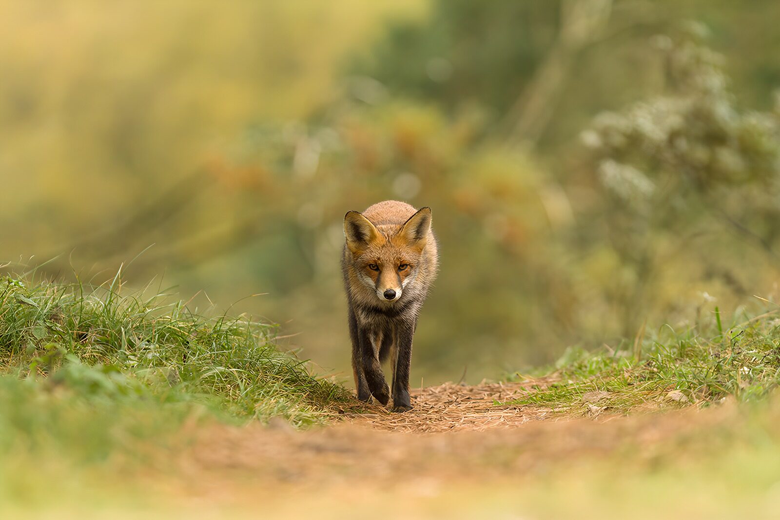 TPDE81681: Fuchs auf dem Pfad in der Natur