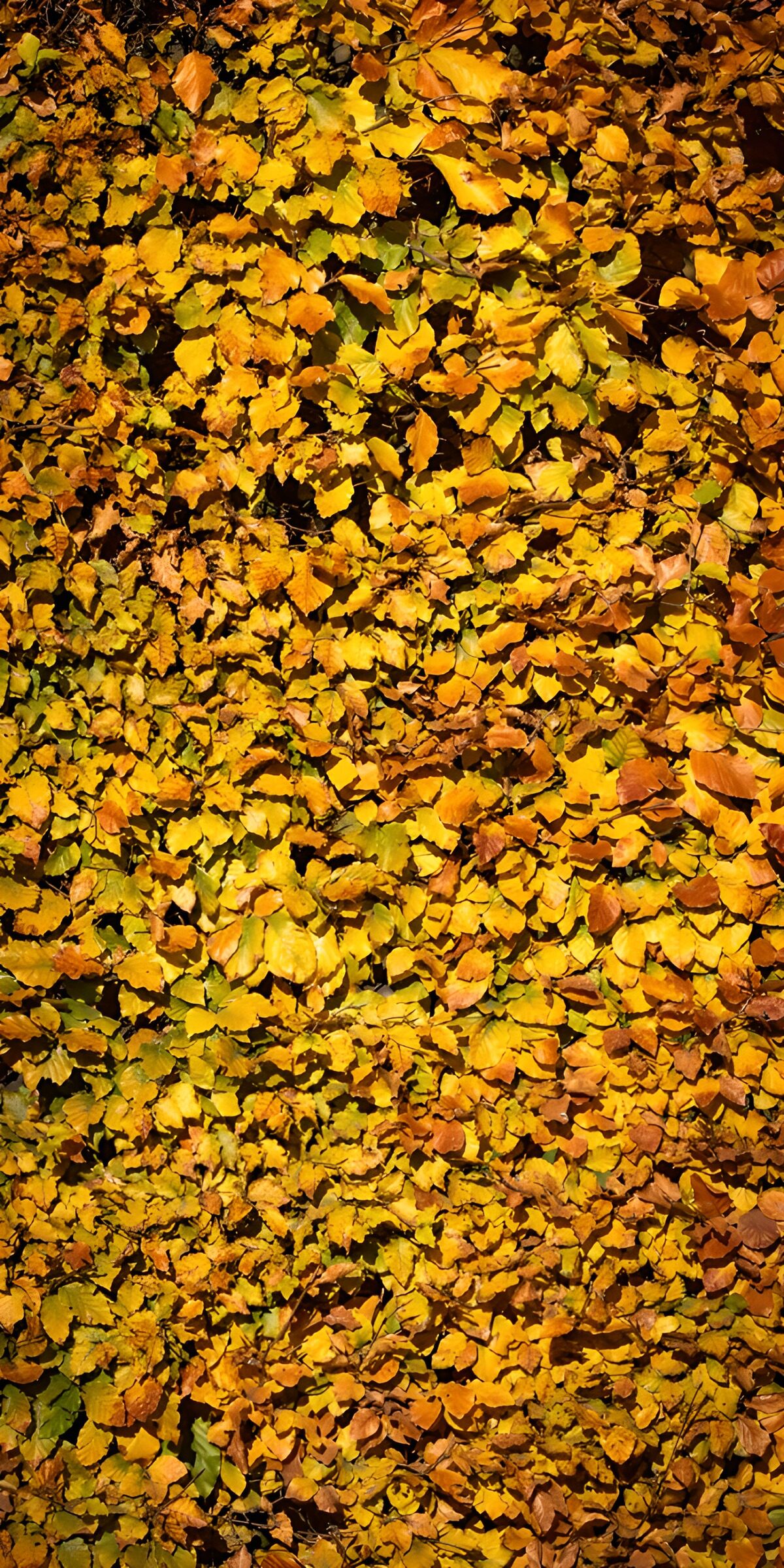 TPDE27805: Herbstliche Blätterpracht in Gold