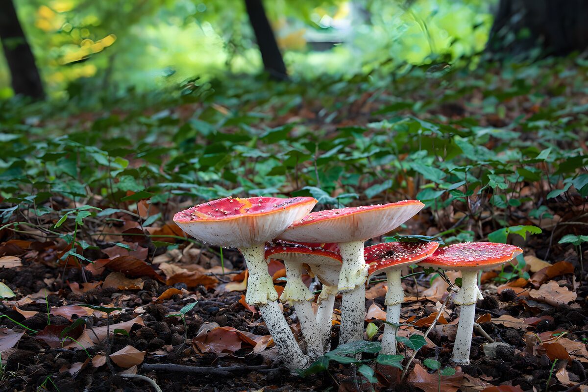 TPDE16582: Rote Fliegenpilze im Herbstwald