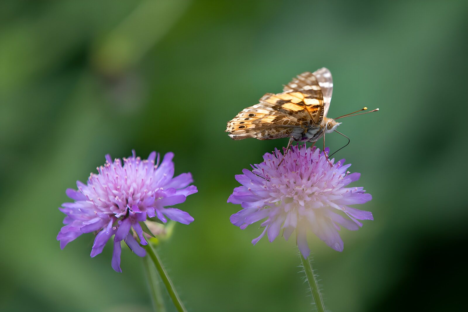 TPDE41677: Schmetterling auf lila Blüten