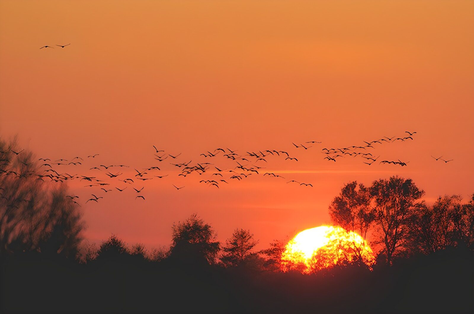 TPDE31455: Gänse am roten Himmel bei Sonnenuntergang