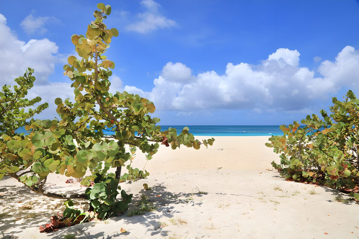 TPDE87612: Ruhiger Strand mit tropischer Vegetation