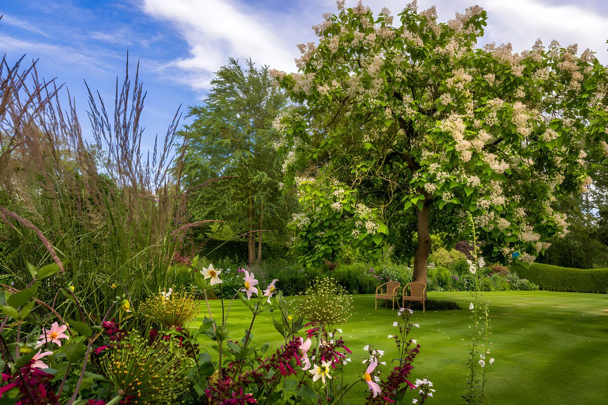 TPDE54873: Blühender Garten unter altem Baum