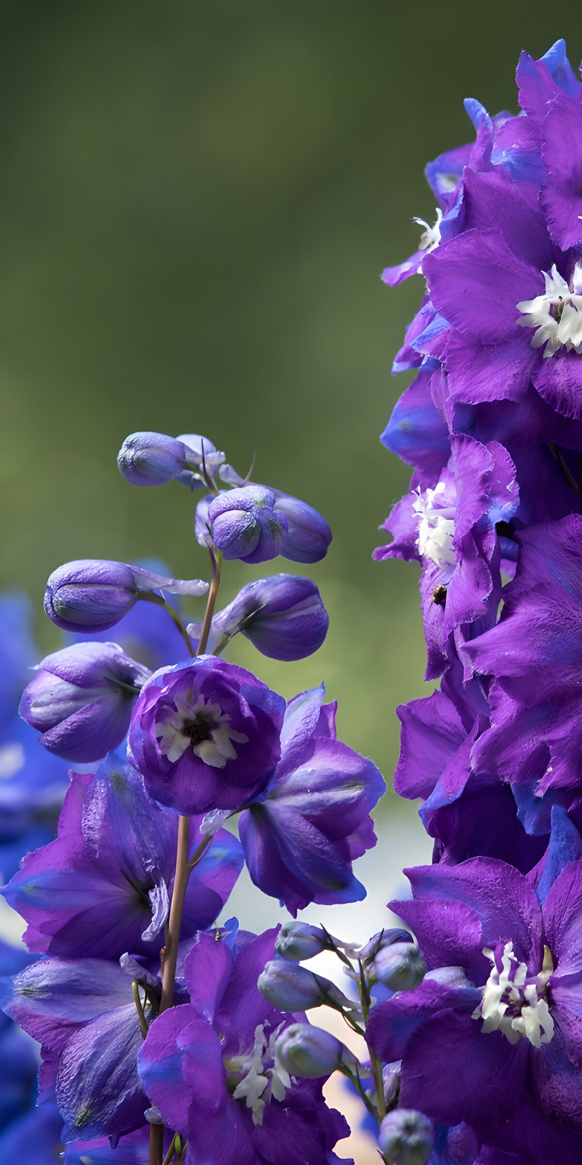 TPDE43513: Lila Blüten im Sonnenlicht