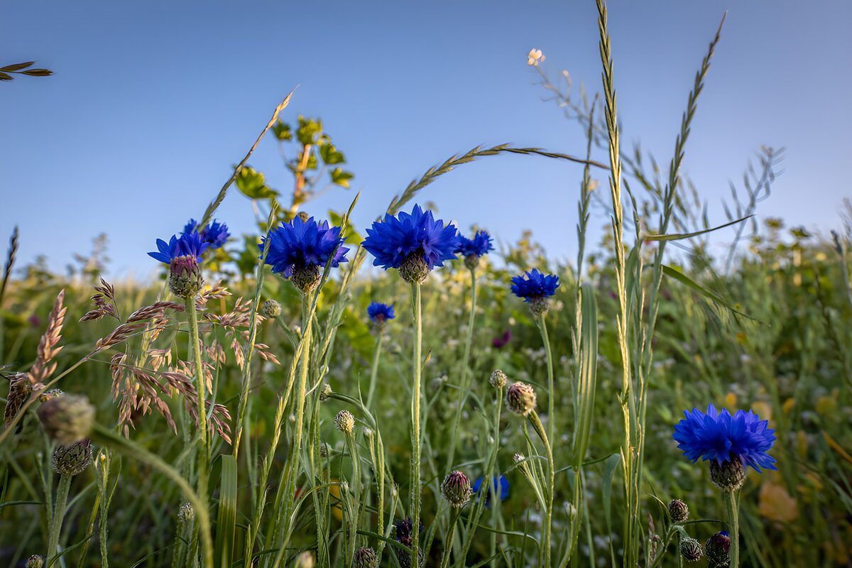 Blaues Blumenfeld im Morgenlicht