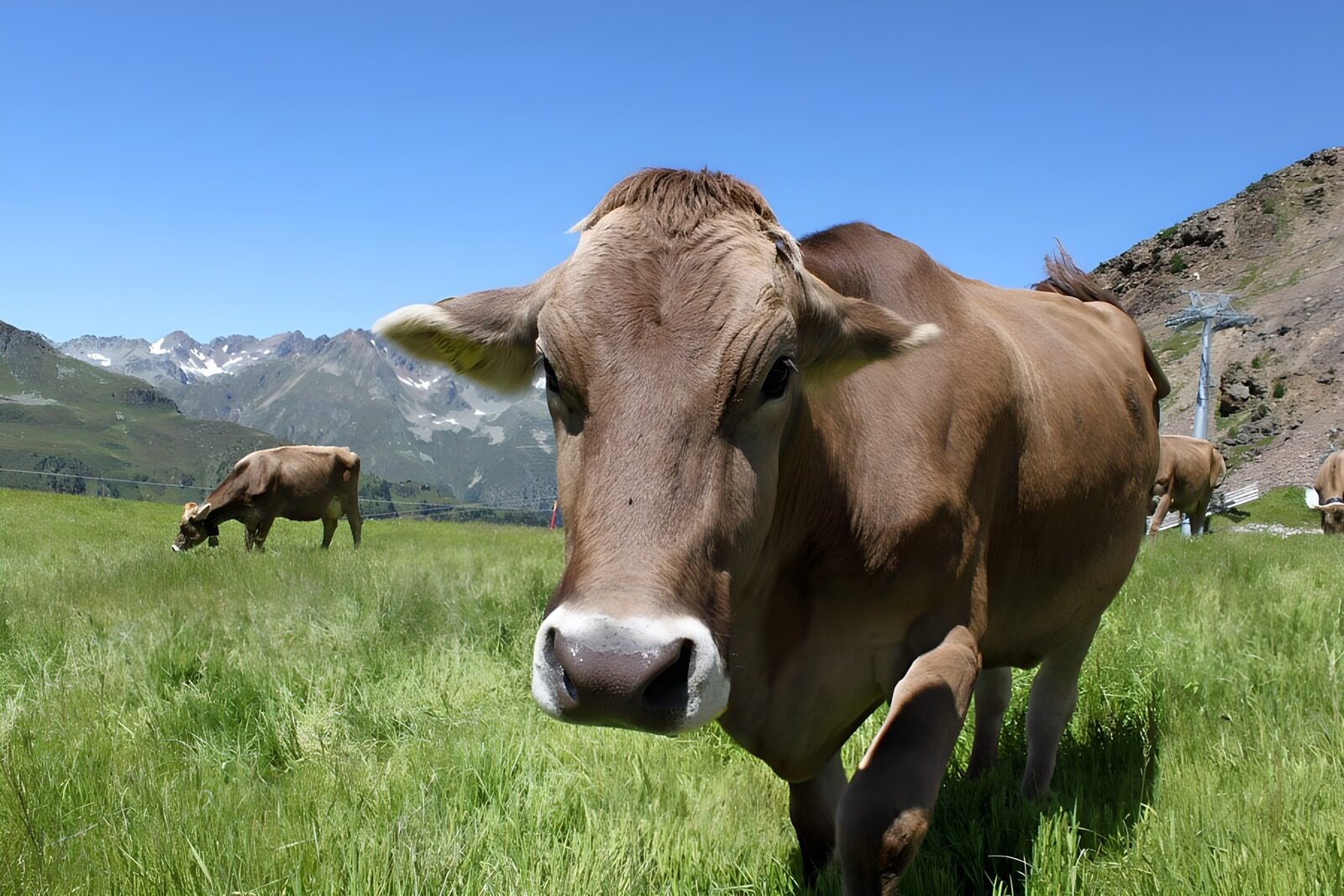 TPDE42394: braune Kuh auf einer Alm in den Alpen