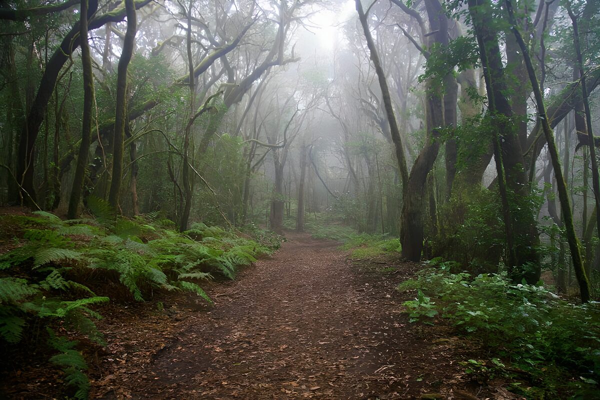 TPDE49502: Nebel im Wald nach Regenschauern  auf La Gomera 17