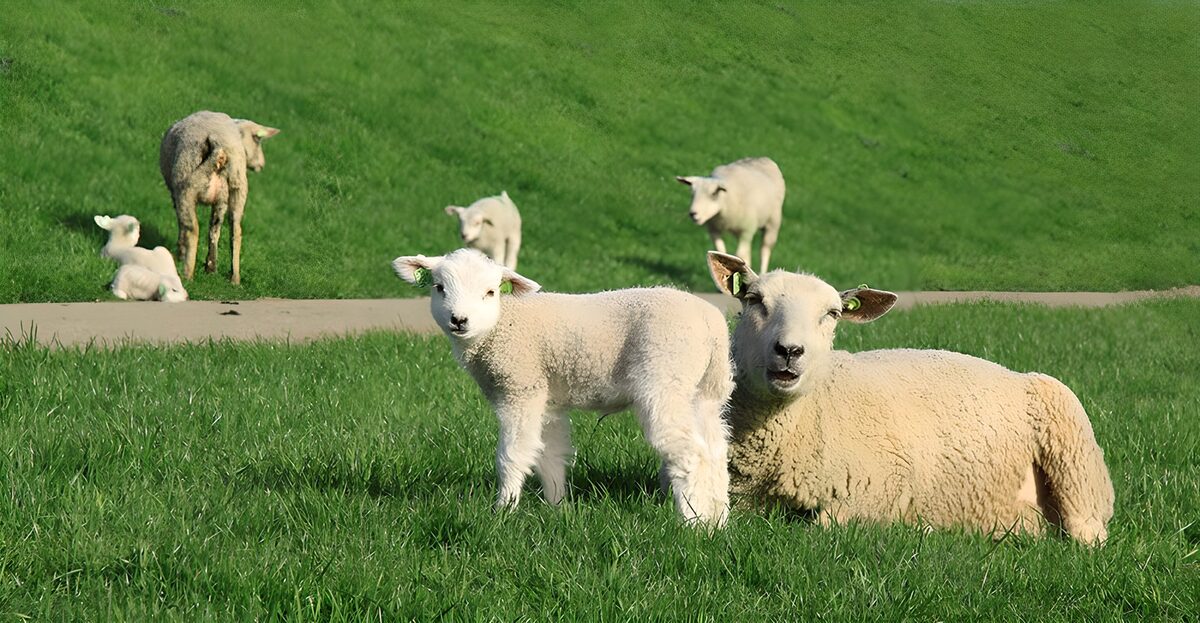 Lämmer und Mutterschafe im Gras