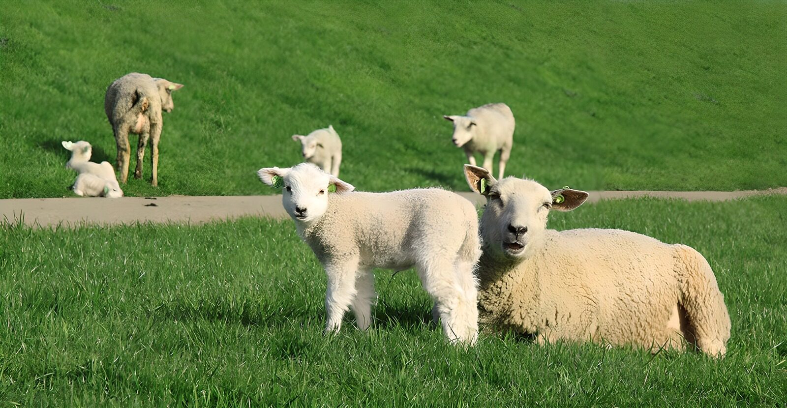 TPDE27555: Lämmer und Mutterschafe im Gras