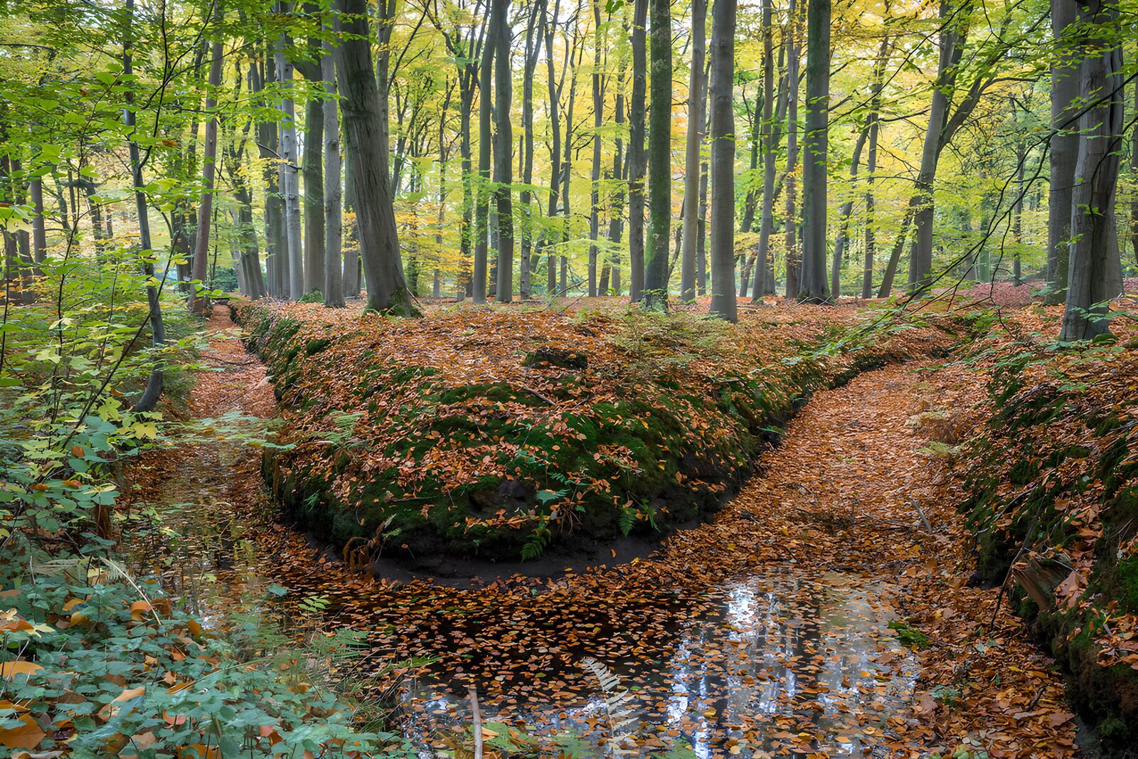 TPDE88667: Herbstliche Ruhe im Wald