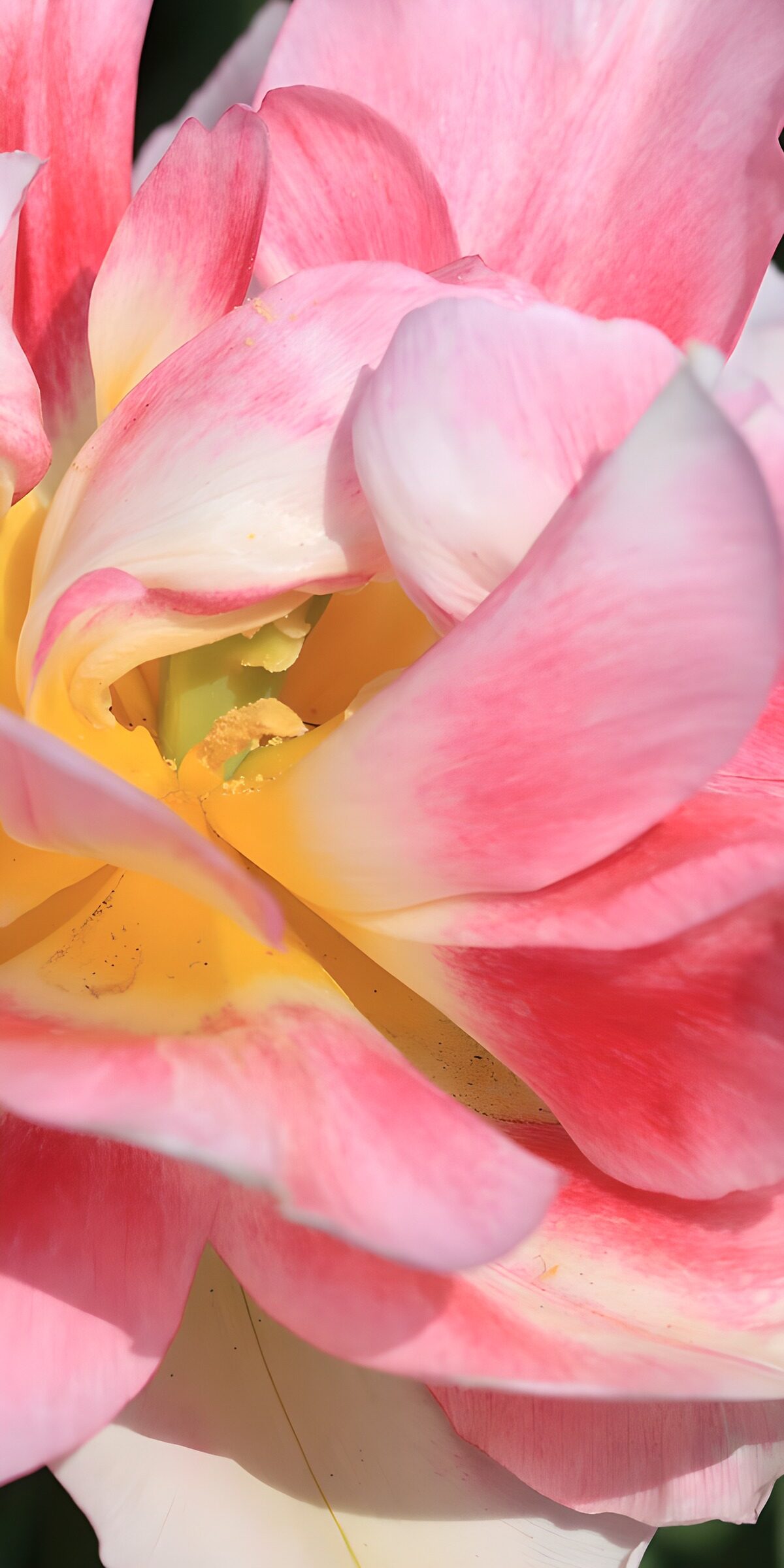 TPDE44941: Zarte rosa Blüte der Tulpe