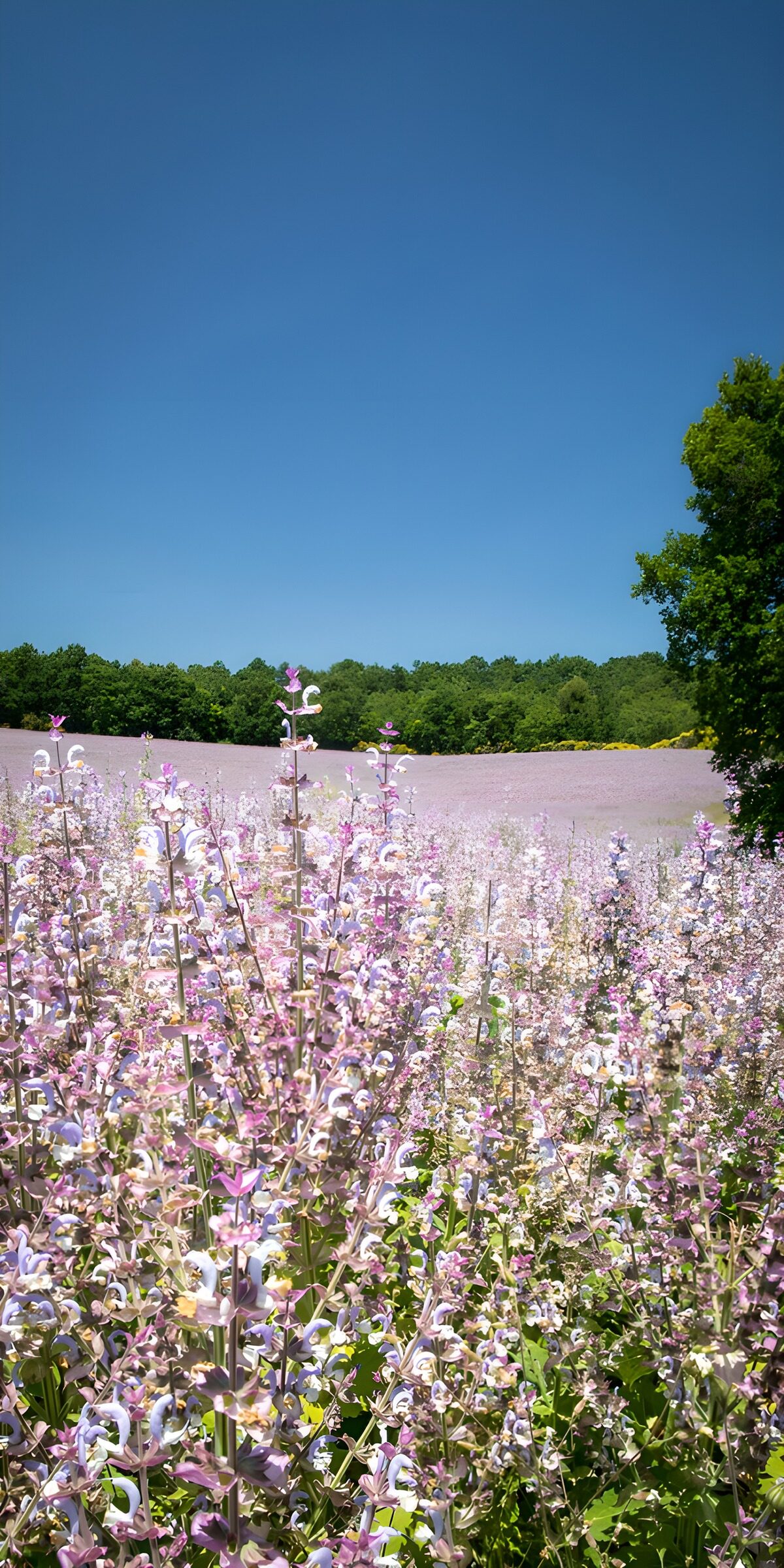 TPDE11486: Blühendes Feld mit lila Blumen