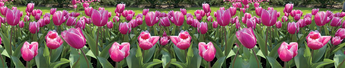 TPDE74358: Farbenfrohe Tulpen im Frühling