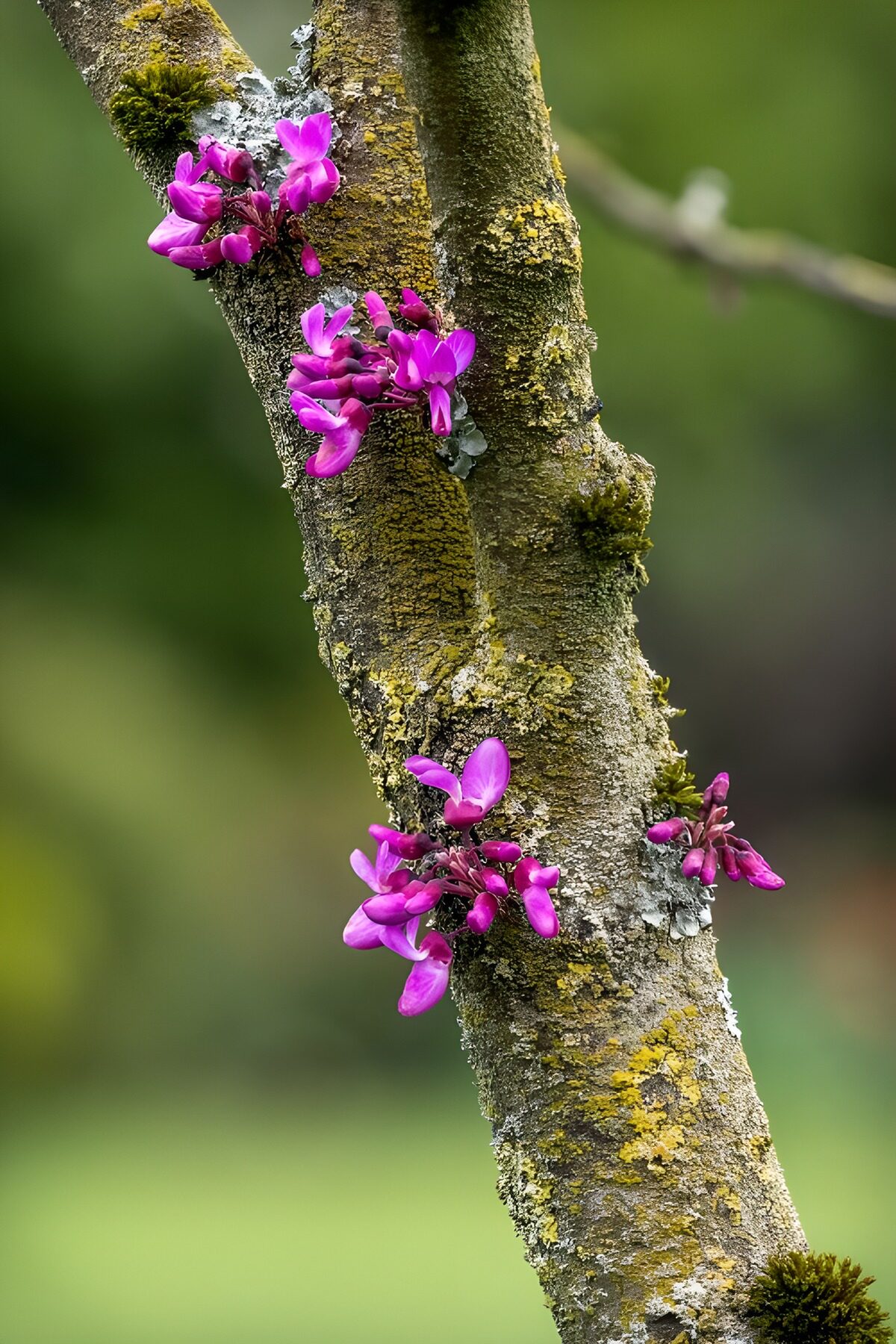 TPDE48988: Lila Blüten am Baumstamm