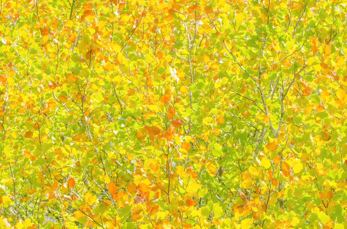 TPDE10029: die farbenprächtigen, gelben Blätter einer Buche im Herbst