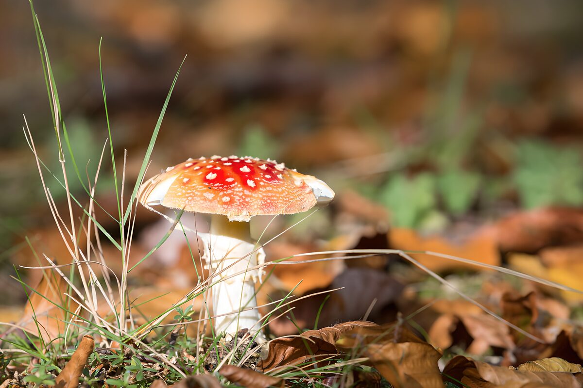 TPDE24720: Fliegenpilz im Herbstwald