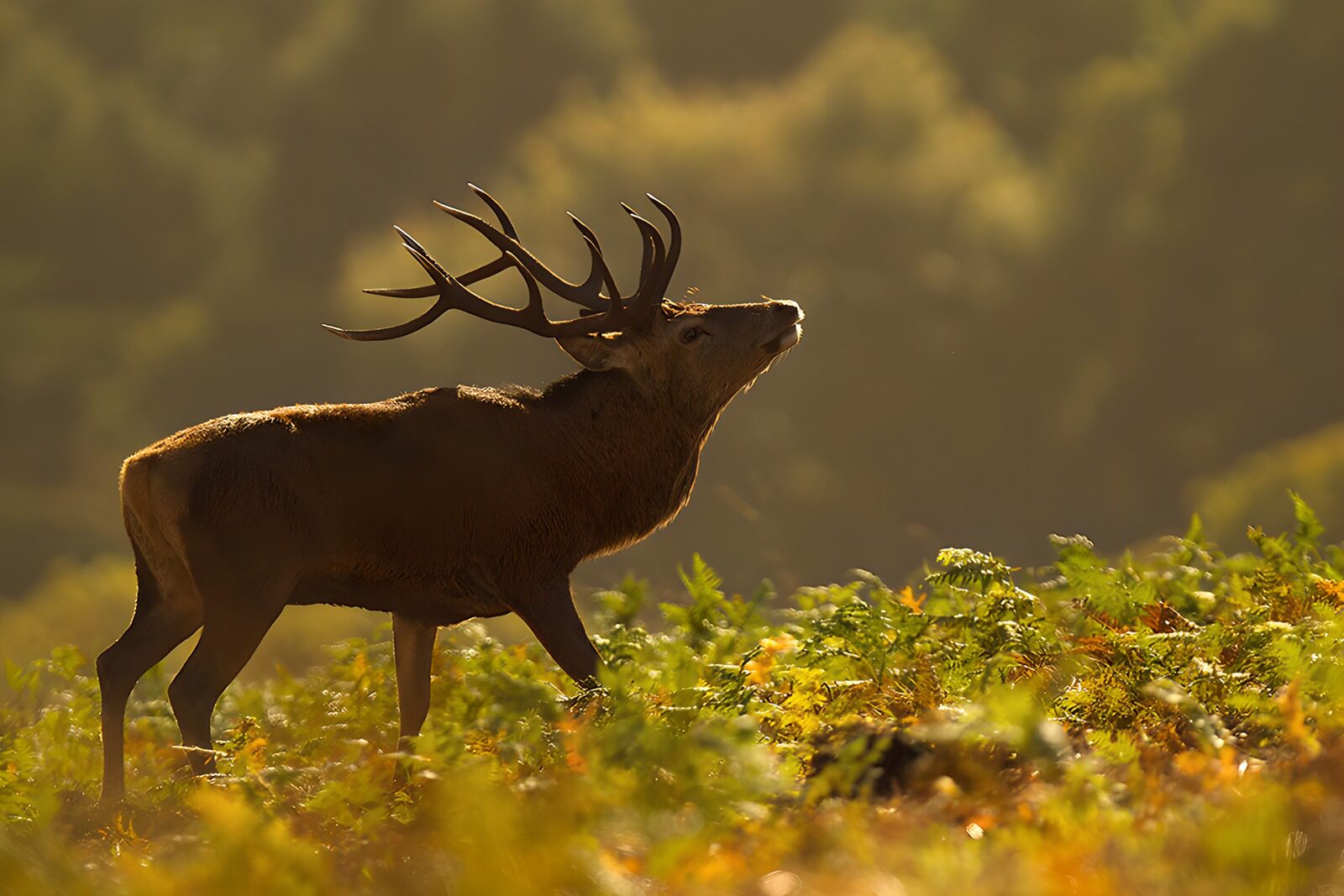 TPDE27334: majestätischer Hirsch im Morgenlicht