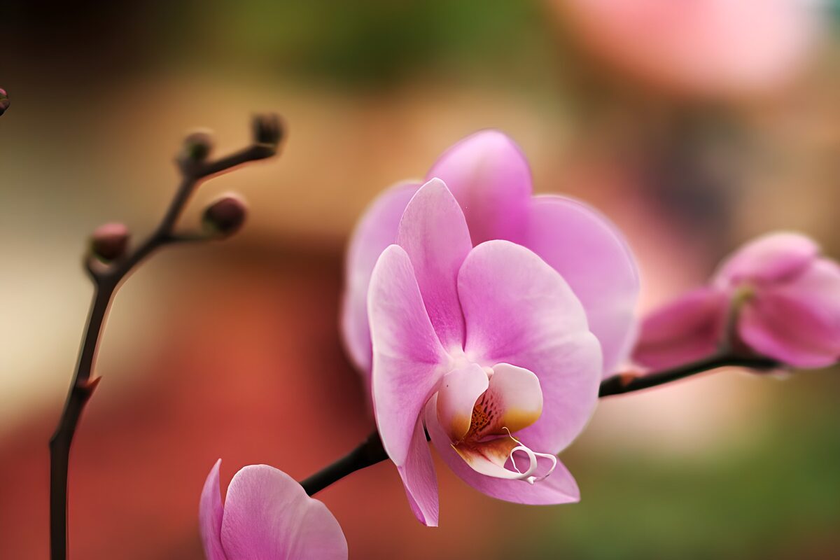 TPDE28651: lilafarbene Orchidee