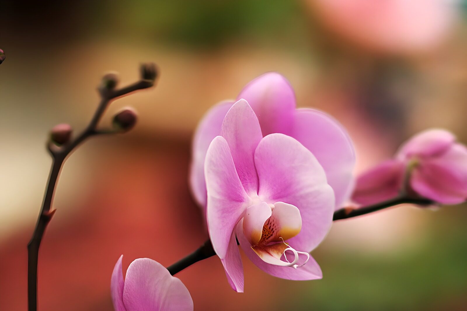 TPDE28651: lilafarbene Orchidee