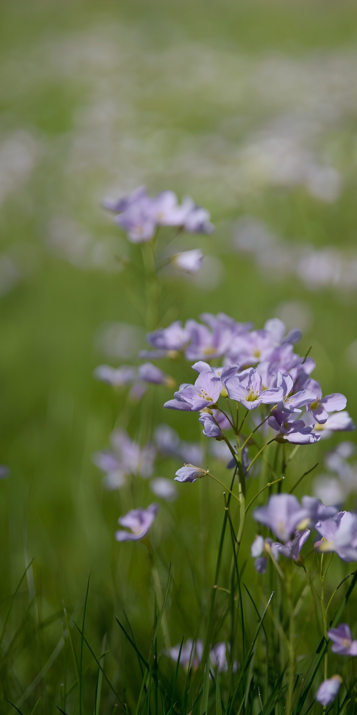 TPDE40379: Zarte violette Blumen im Frühlingsfeld