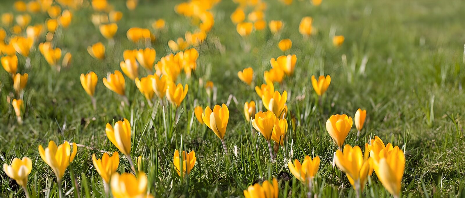 TPDE26901: gelbe Krokusse im Gras