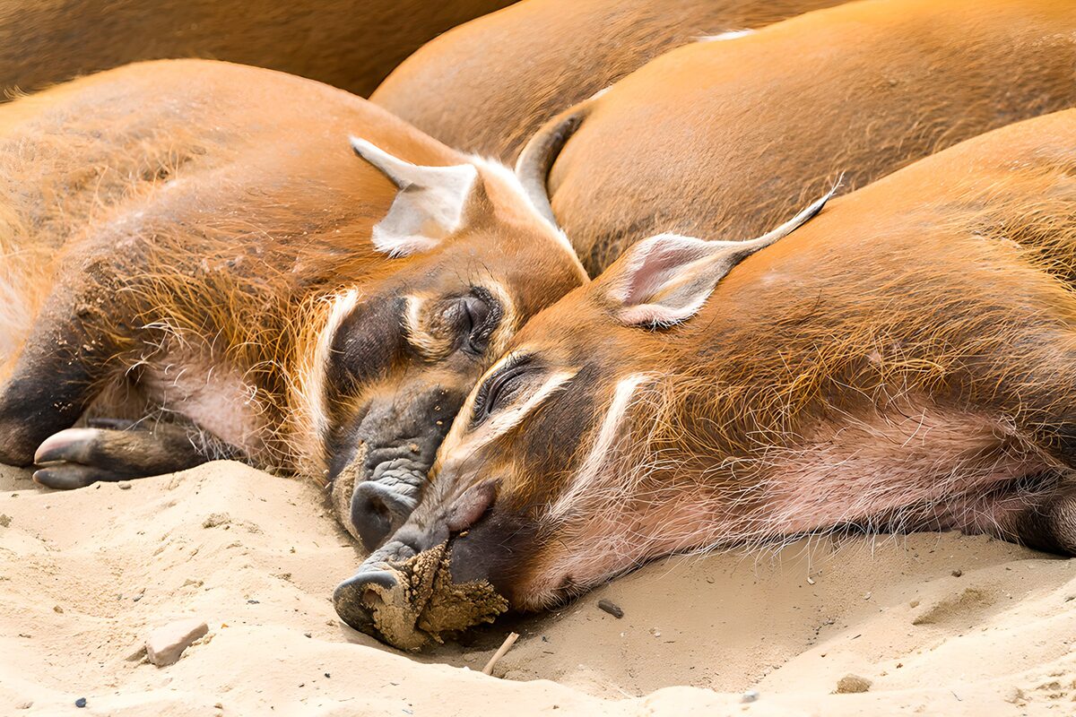 Schlafende Warzenschweine am Strand
