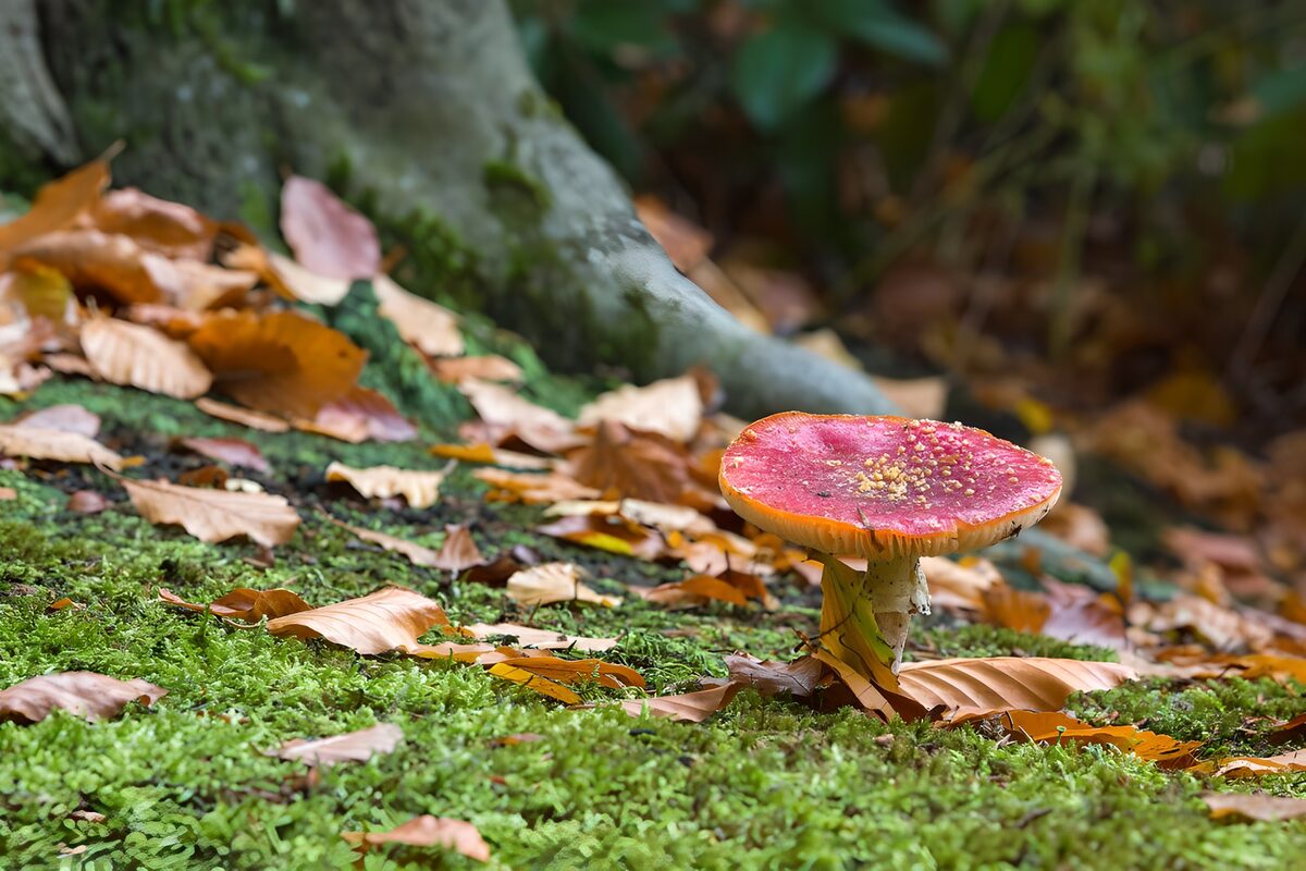 TPDE44308: Fliegenpilz mit Herbstblättern 2