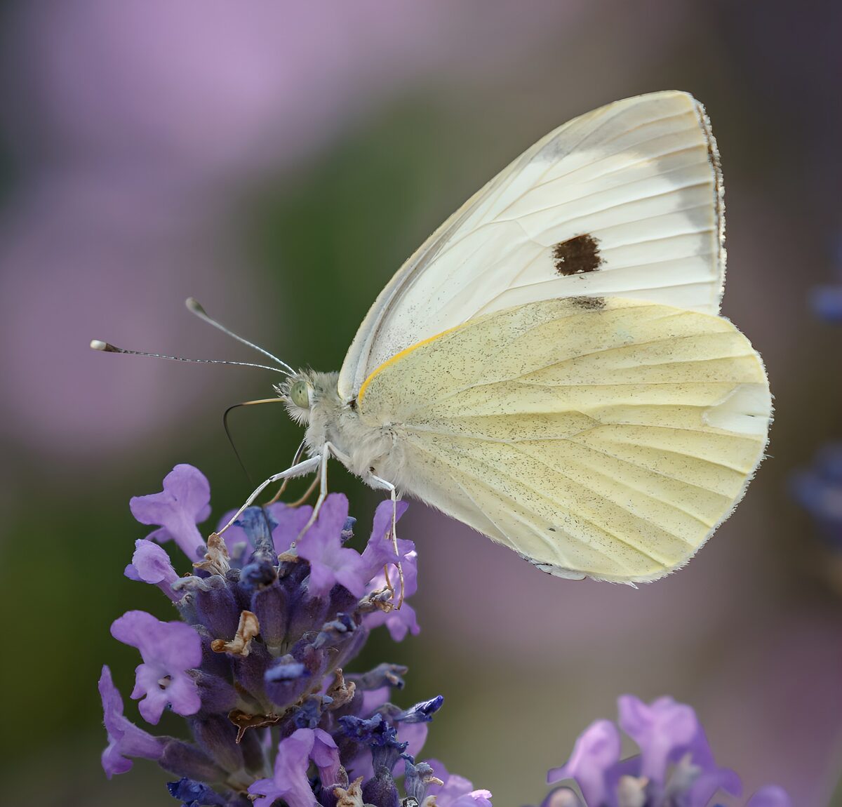 TPDE90072: Schmetterling auf lila Blüte