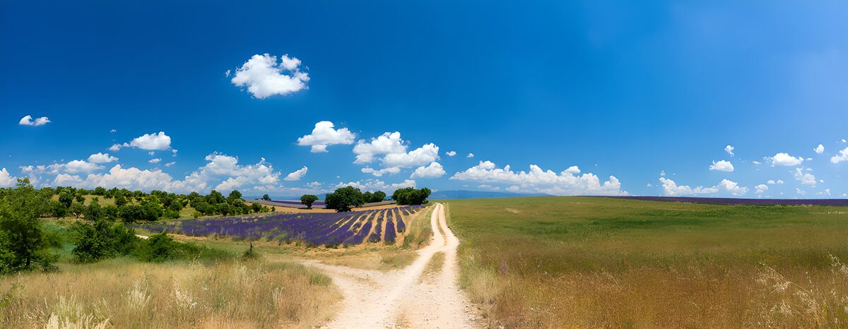 TPDE16581: Lavendelfeld unter blauem Himmel