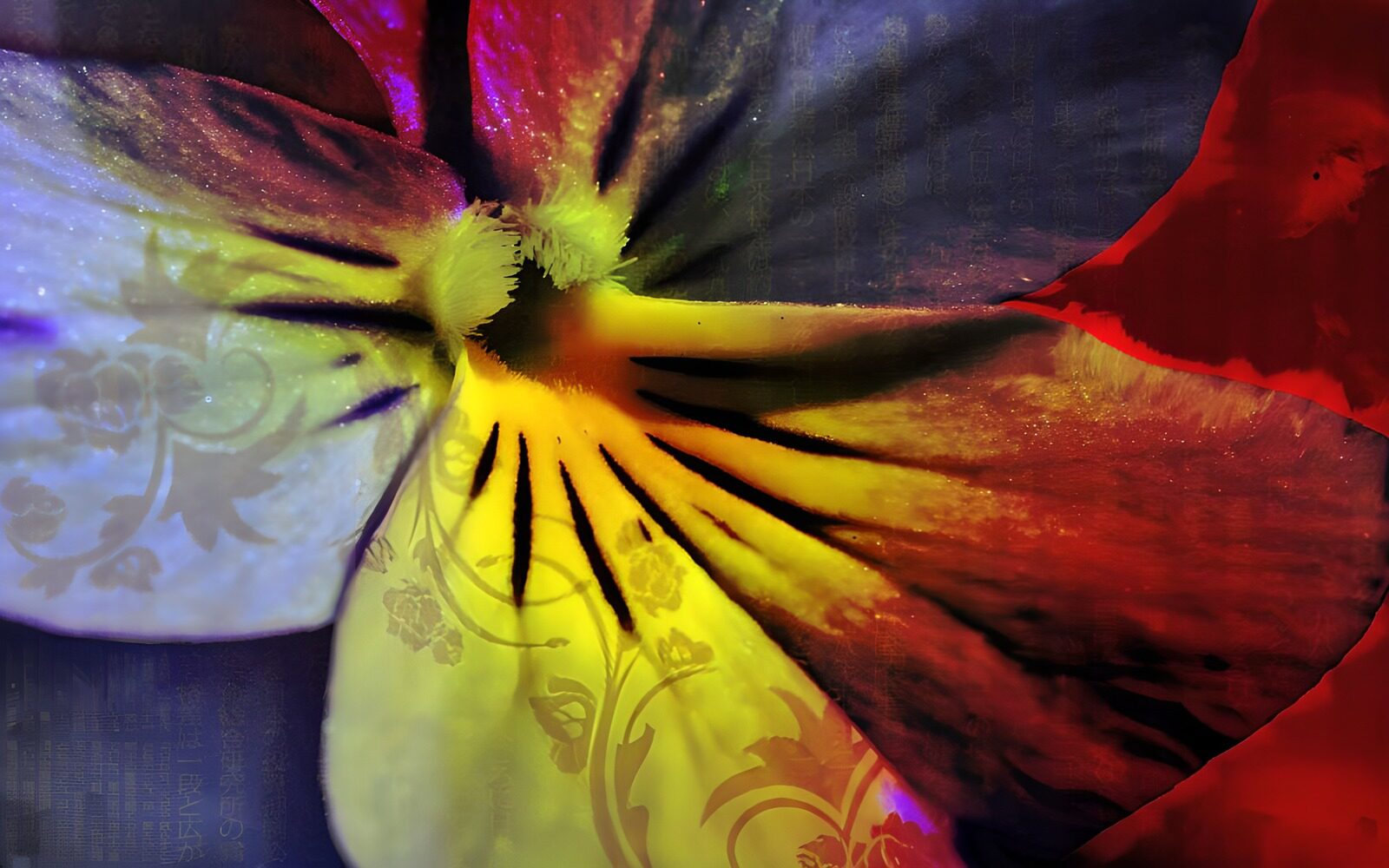 TPDE39169: Veilchen in bunten Farben