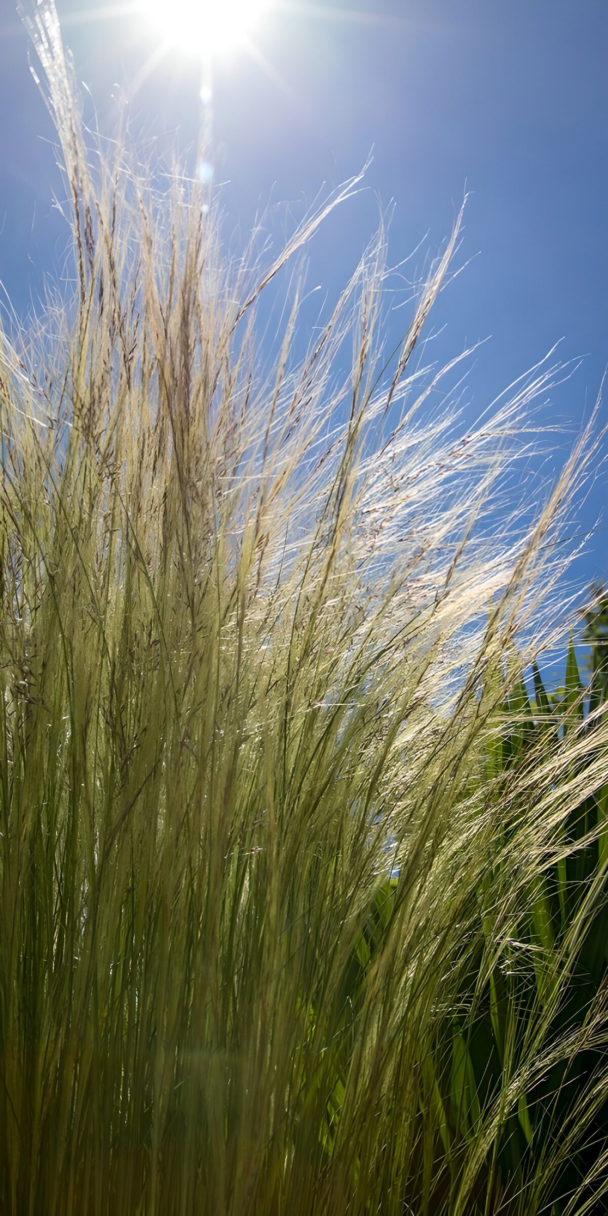 TPDE98628: Sonne über dem hohen Gras