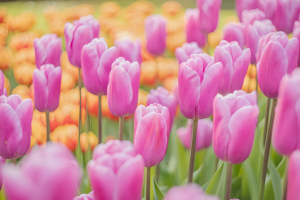Bunte Tulpenblüte im Frühling