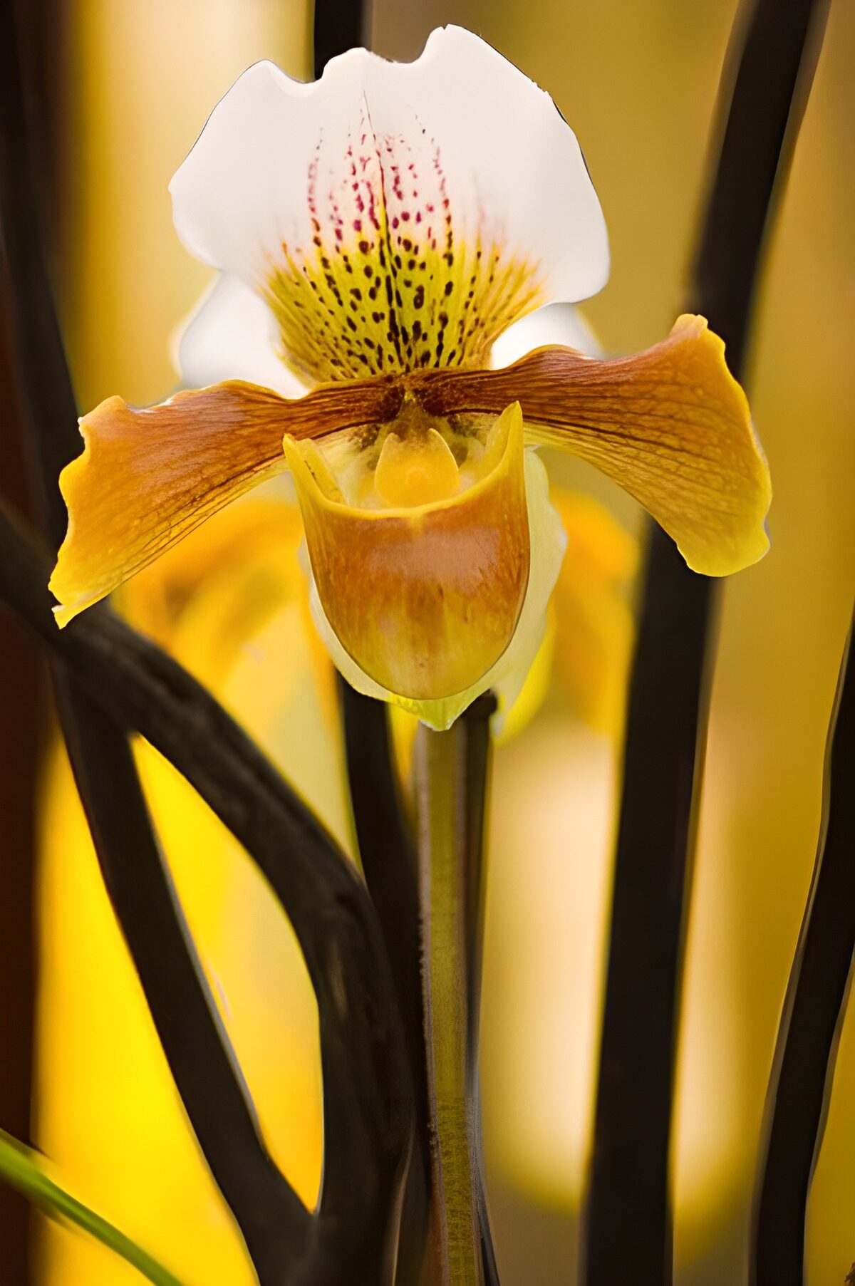 TPDE79696: gelbe Orchidee