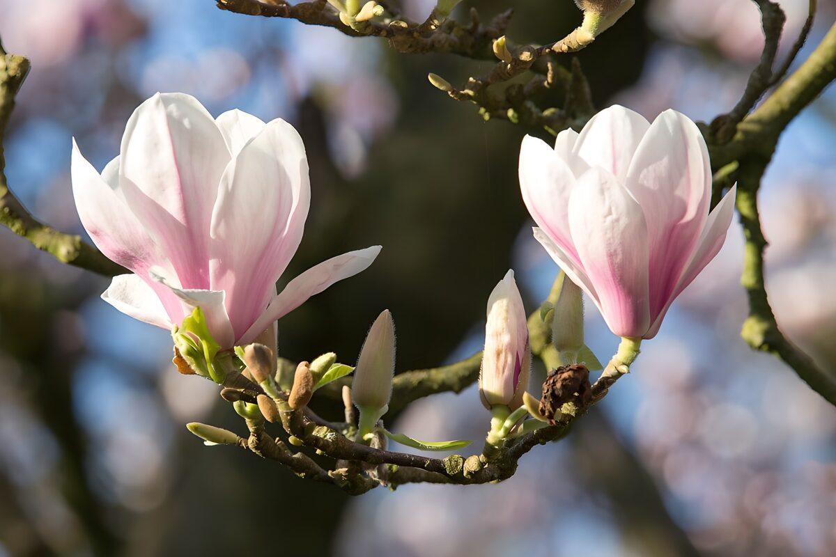 Zarte Magnolienblüten im Frühlingslicht