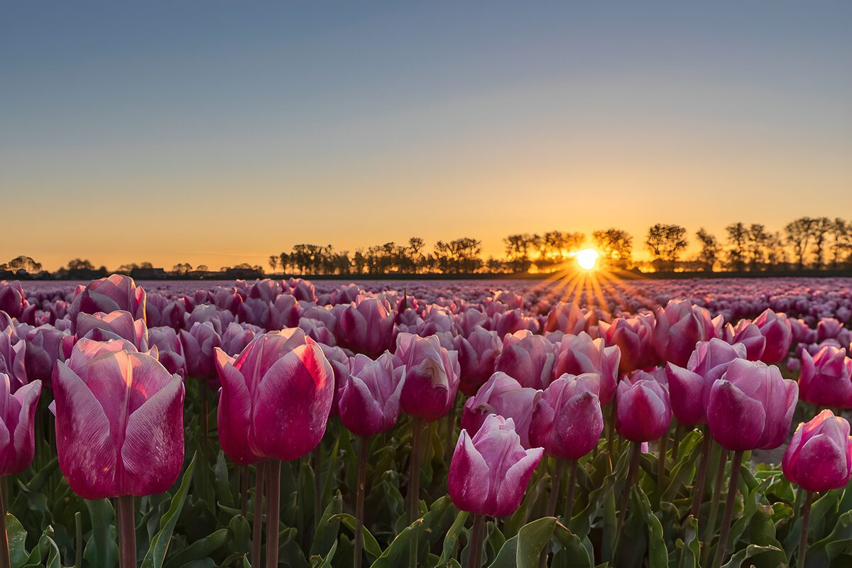 TPDE33349: Tulpenfeld im Sonnenaufgang