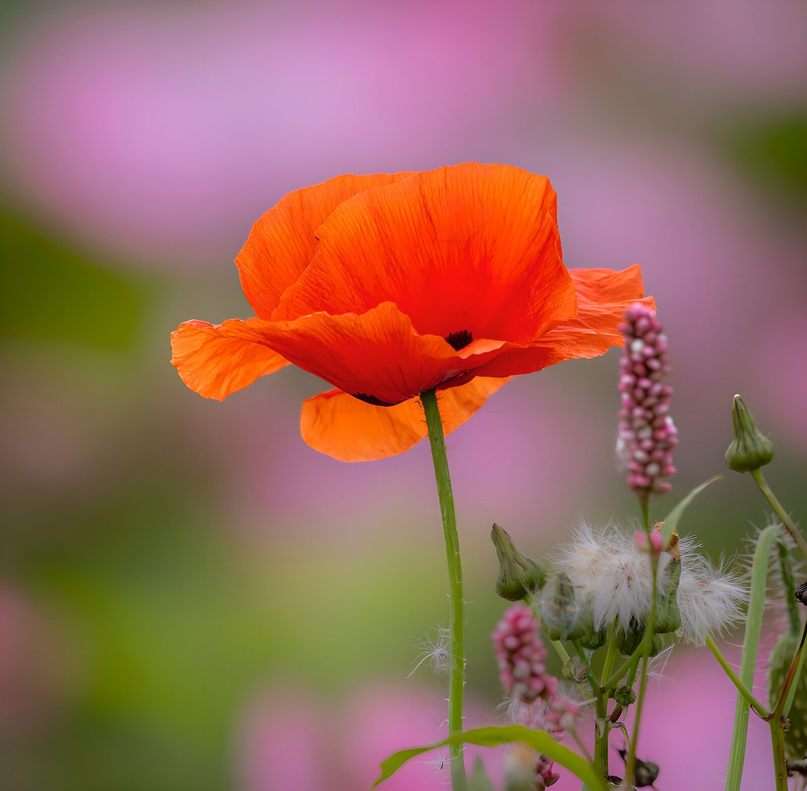 TPDE85381: Leuchtender Mohnblume vor buntem Hintergrund