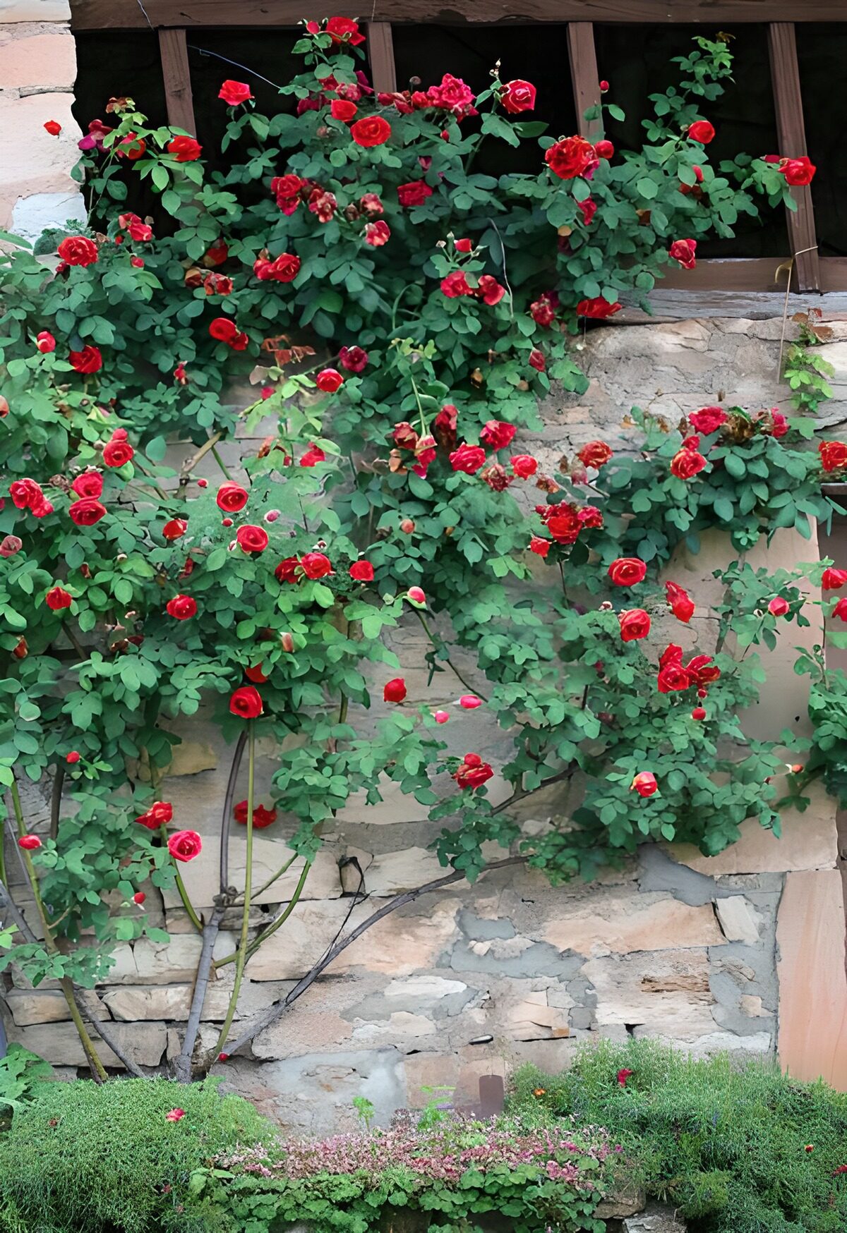 TPDE82501: eine Mauer mit roten Rosen