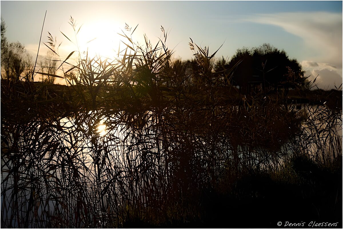 TPDE67810: Blick auf das Ufer eines Grabens, wo Röhricht, Gras und Bäume wachsen