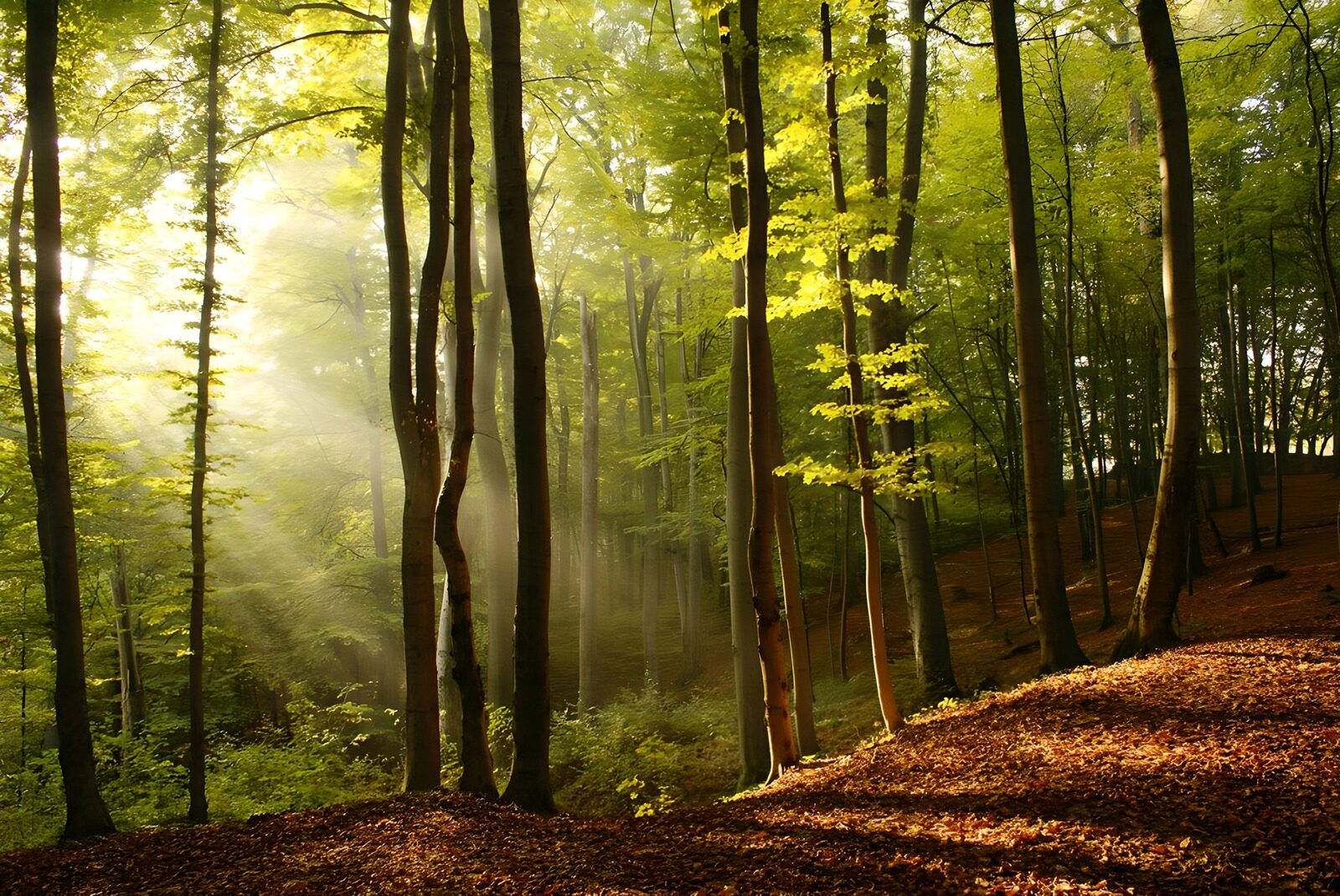 TPDE10242: die Sonne scheint auf die grünen Bäume in einem Wald