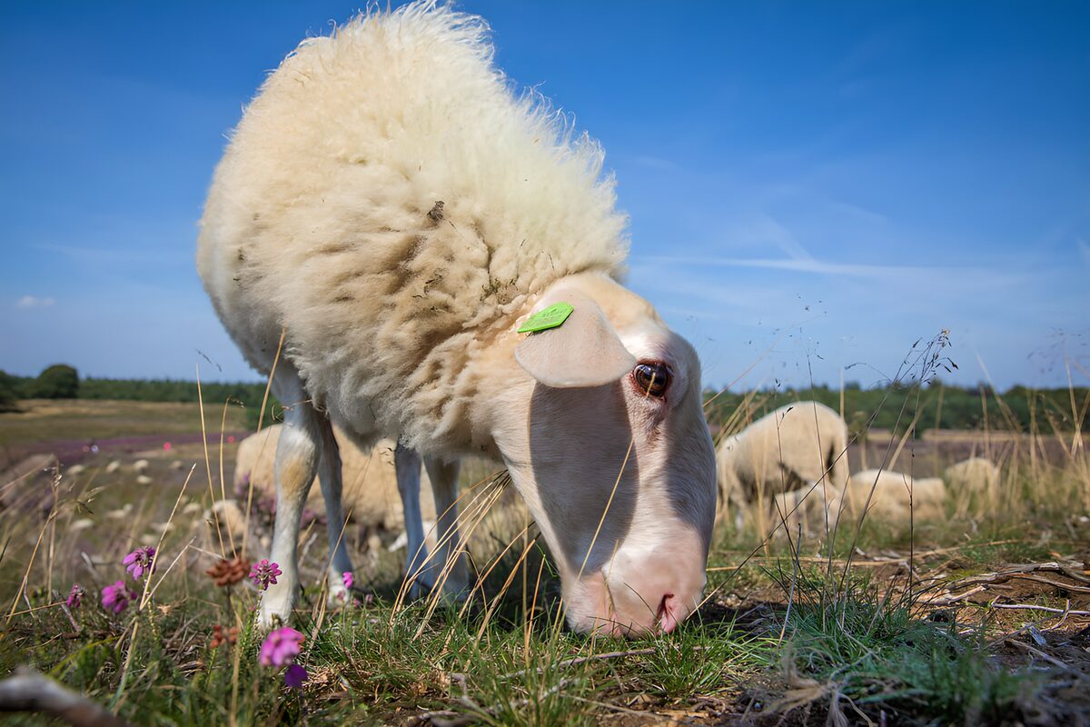 TPDE71511: Schaf beim Grasen in der Natur