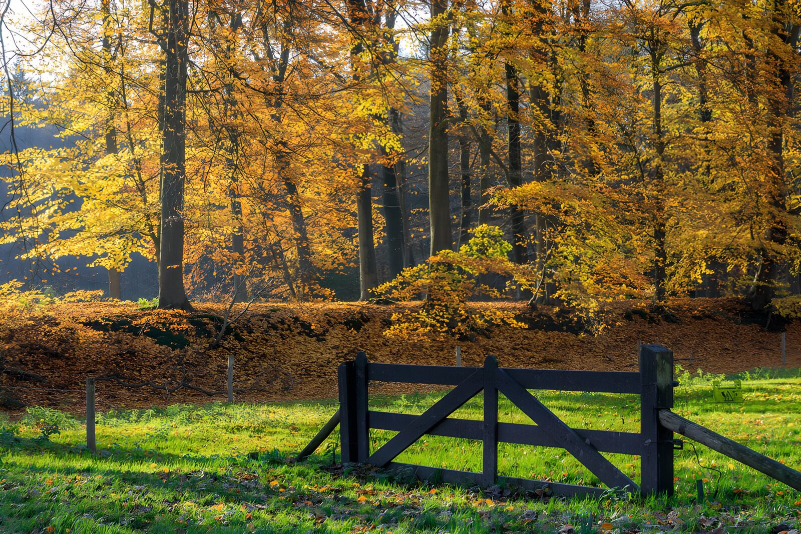 TPDE17615: Herbstliche Landschaft mit Zaun