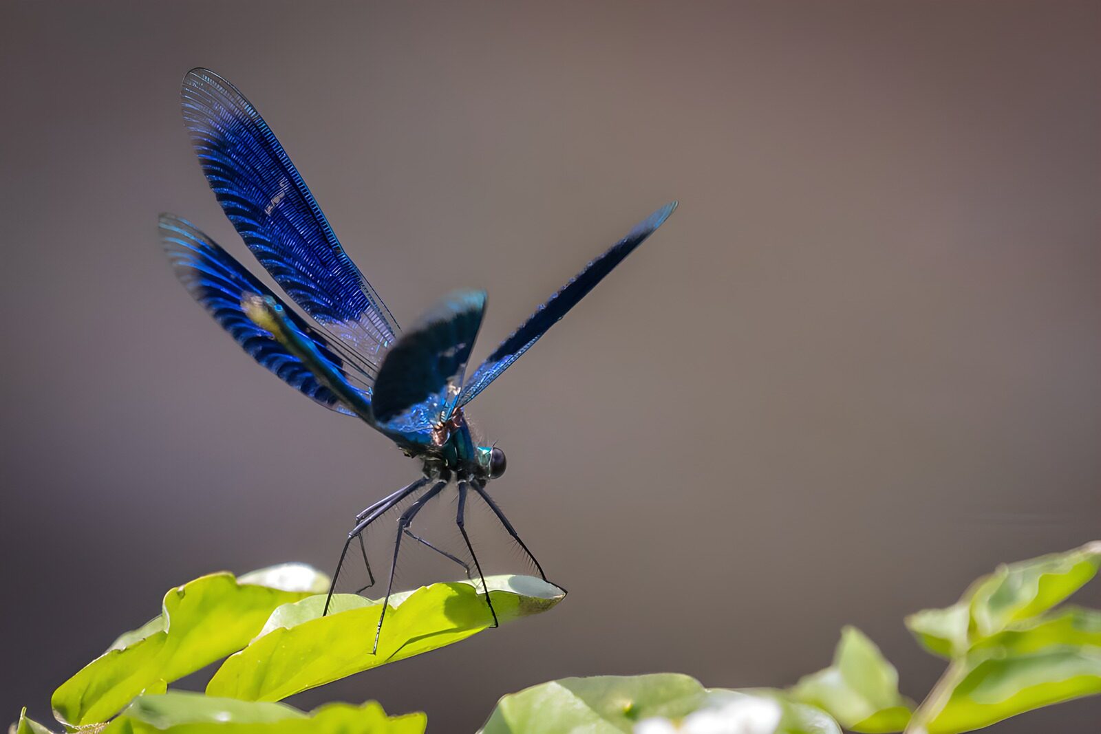 TPDE50241: Blau schimmernde Libelle auf Blatt