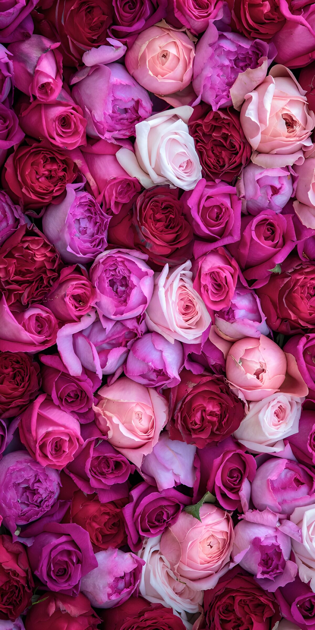 TPDE48733: Farbenfrohe Rosenvielfalt
