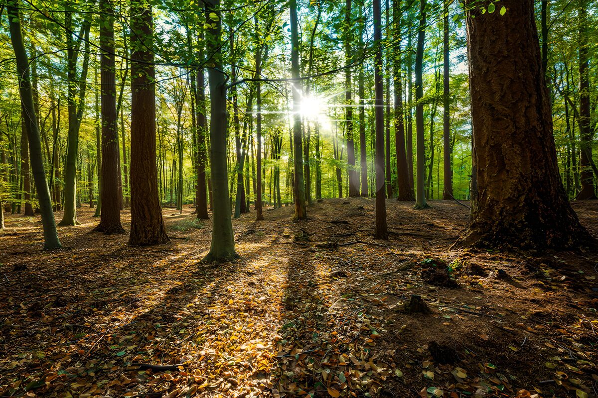 Sonnenstrahlen im Herbstwald