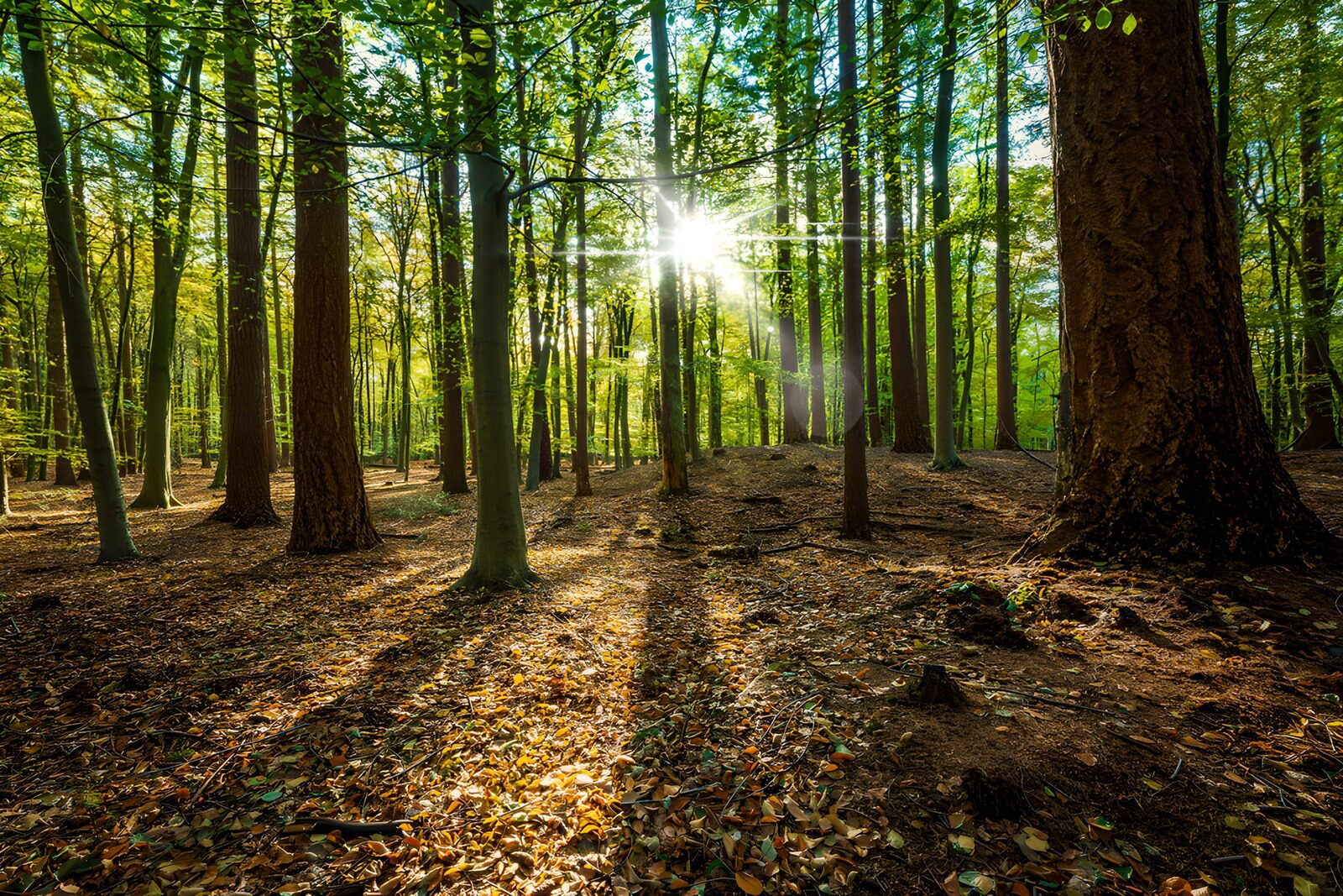TPDE58989: Sonnenstrahlen im Herbstwald