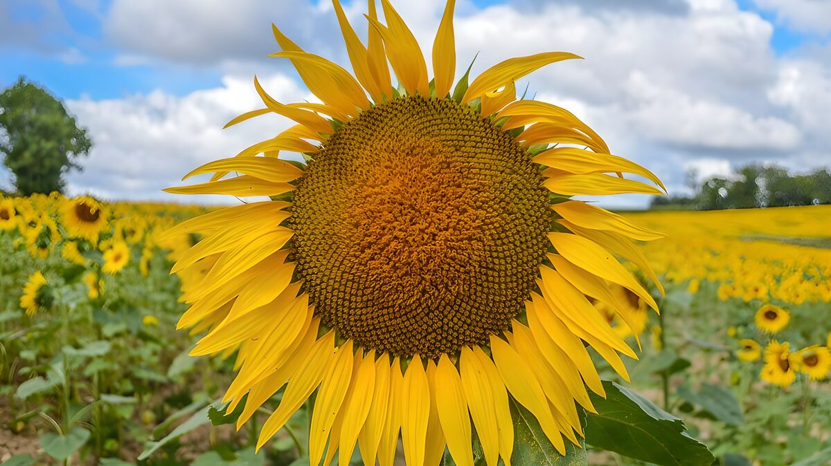 TPDE87359: Sonnenblumen gegen bedeckten Himmel