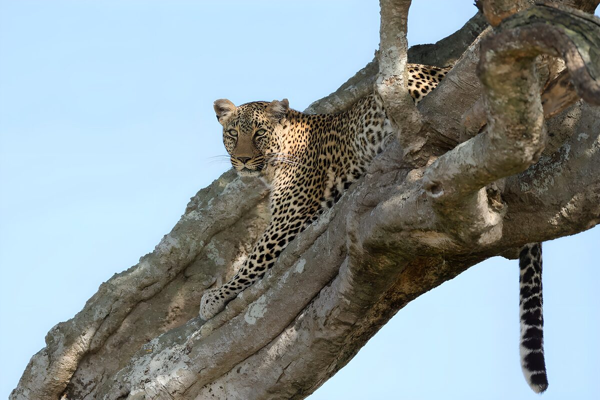 TPDE27119: Leopard auf einem Baum
